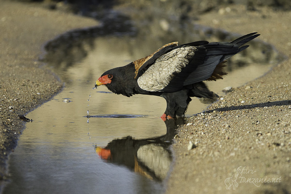 Bateleur des savanes