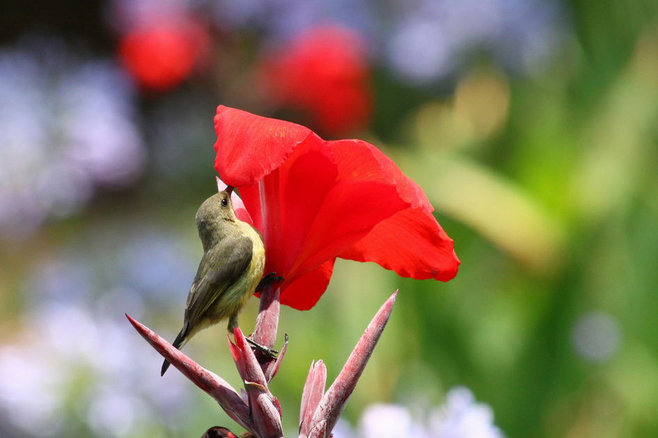 Souimanga sur un canna