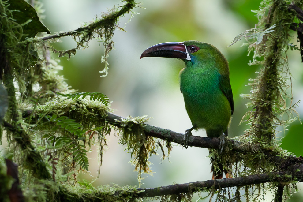 Toucanet à croupion rouge