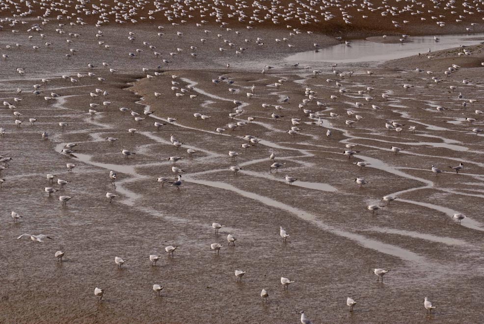 Vos g... les mouettes, la marée est basse!