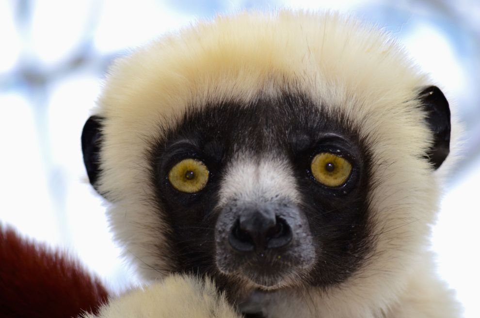 Un regard si tendre... - Madagascar