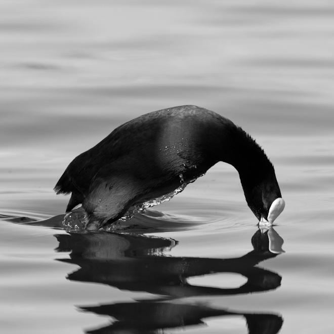 Plongeon de Foulque