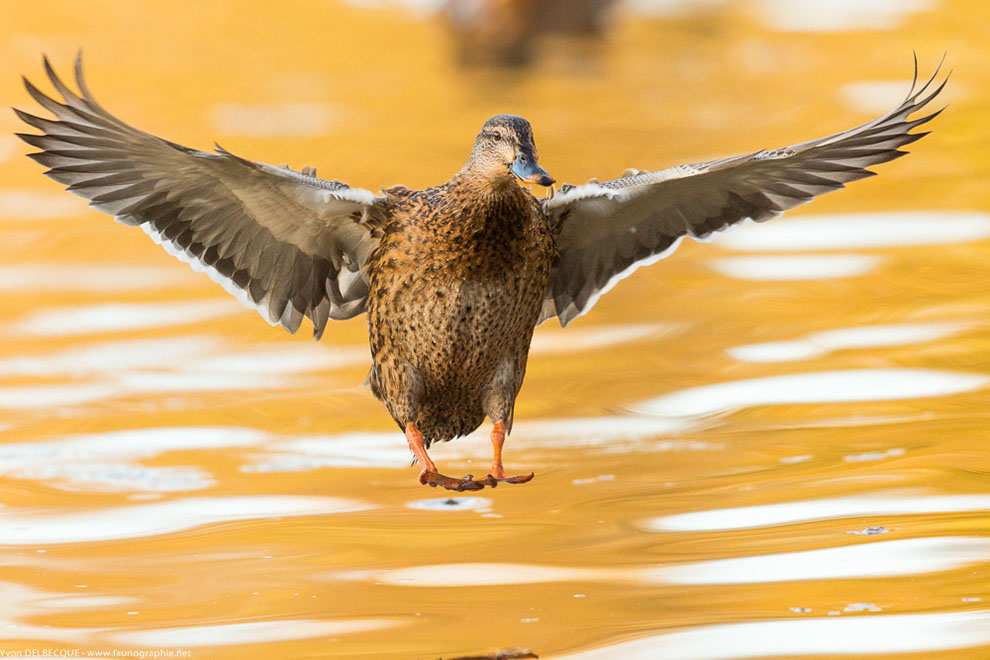 Canard à l'orange