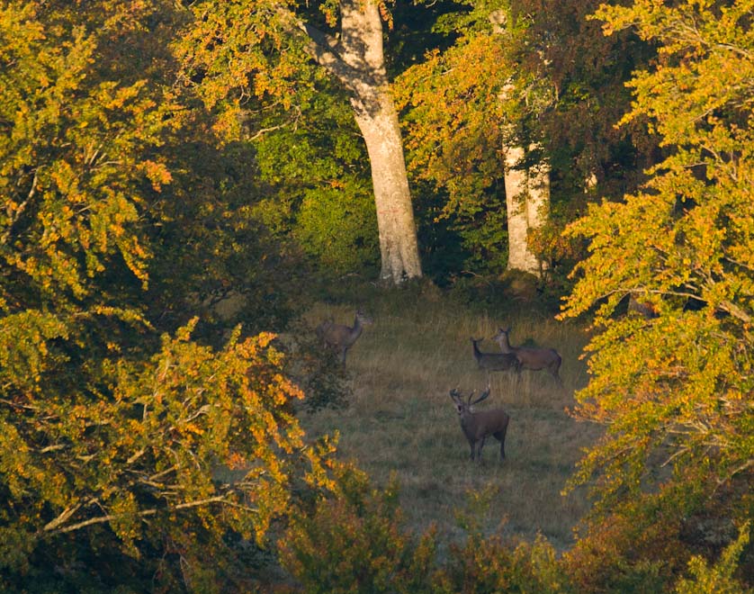 Brame dans la forêt automnale