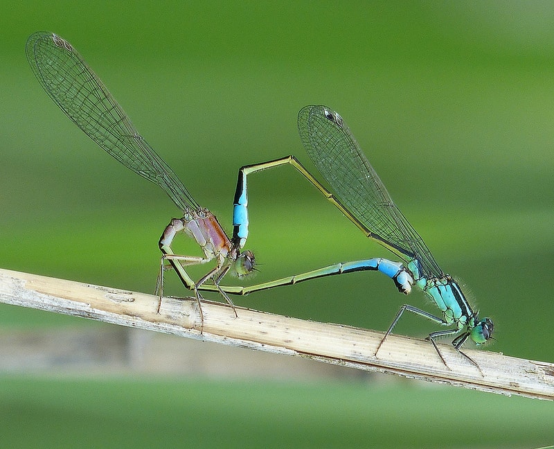 Enallagma cyathigerum  Agrion porte-coupe