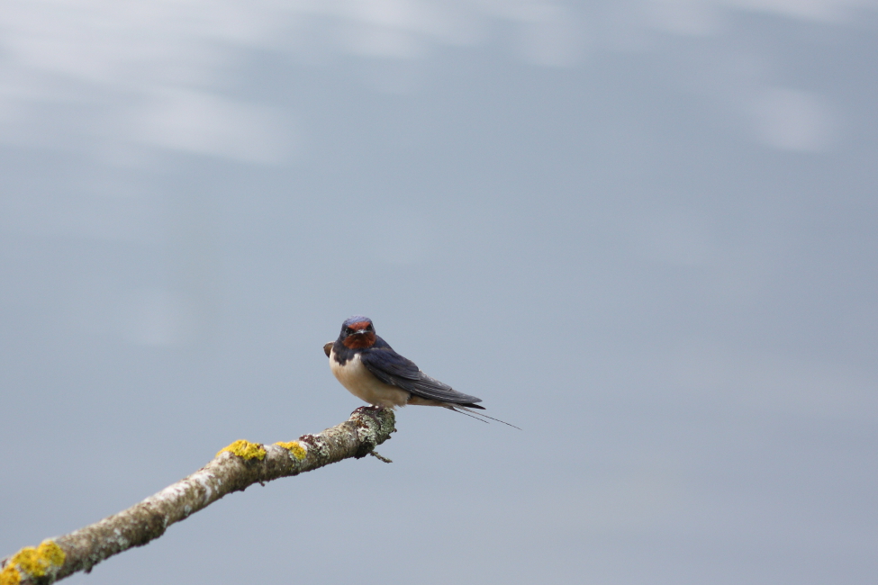 Hirondelle rustique (Hirundo rustica)