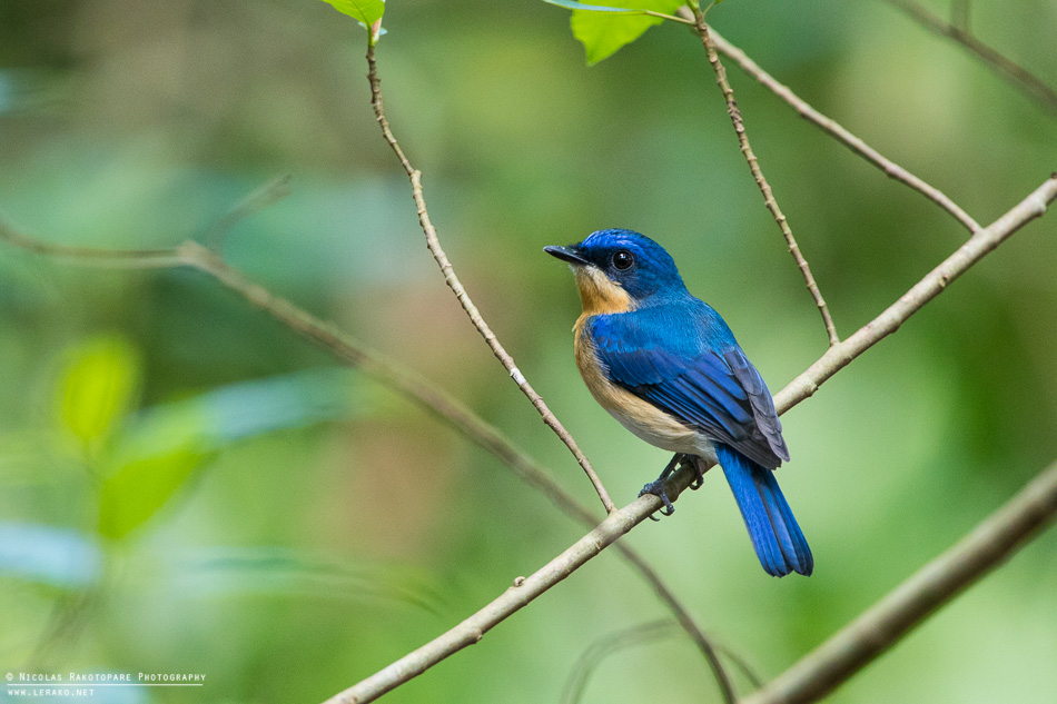 Gobemouche malais (Cyornis turcosus)