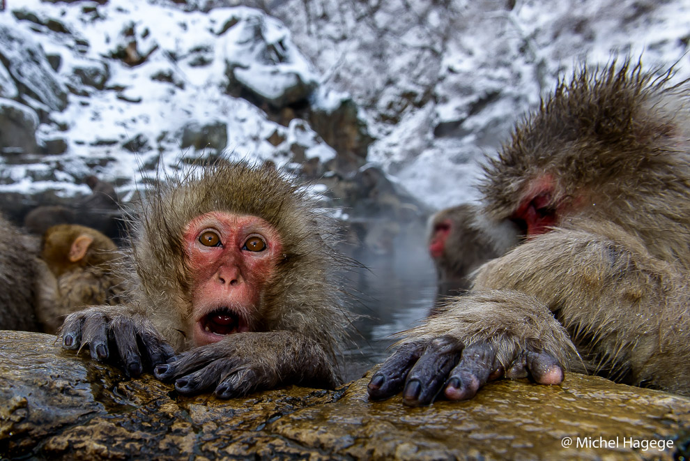 Macaque japonais - Macaca fuscata_15