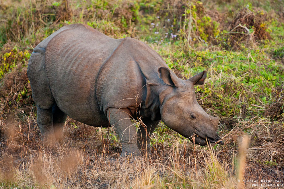 Rhinocéros indien (Rhinoceros unicornis)