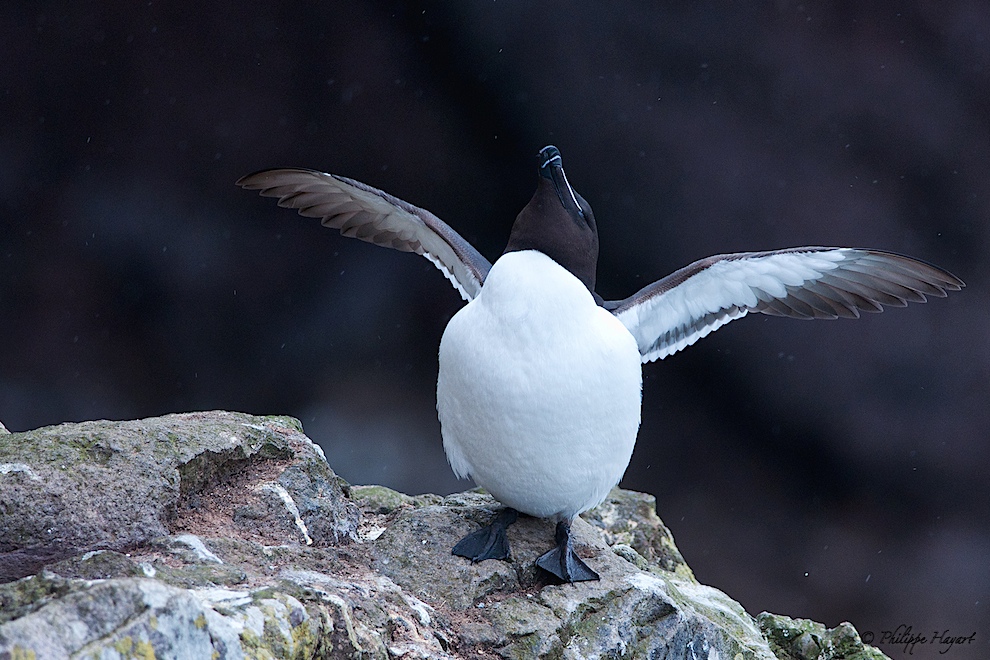 Pingouin Torda