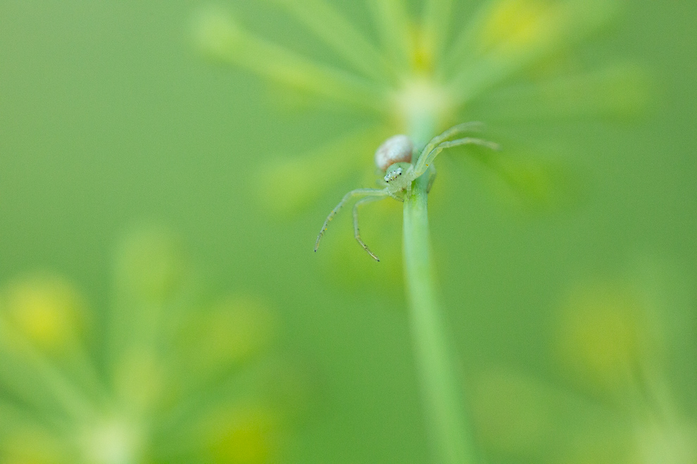 Diaea dorsata