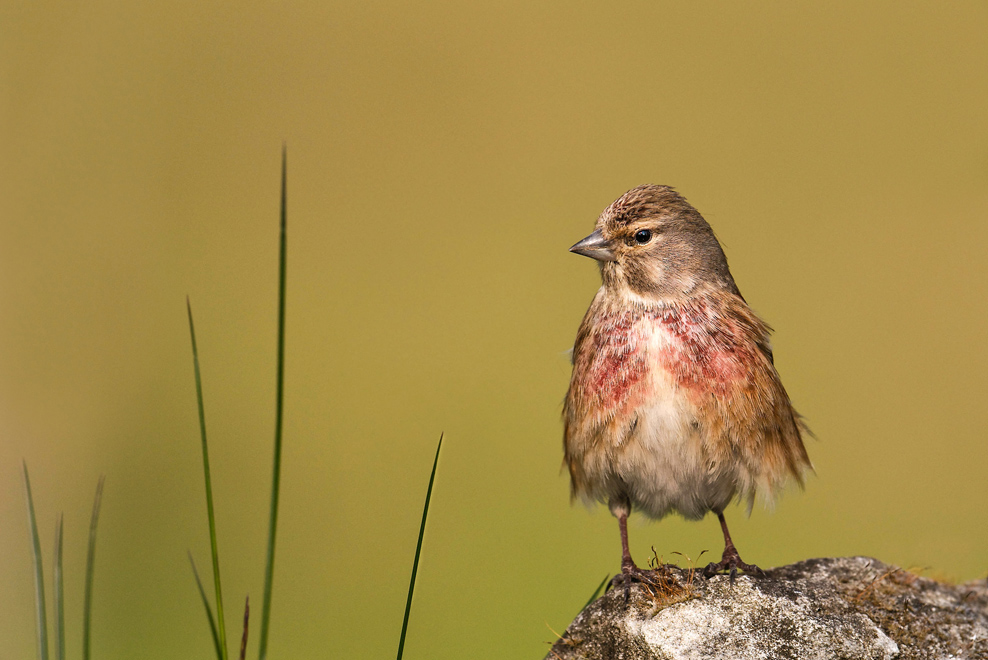 Linotte mélodieuse