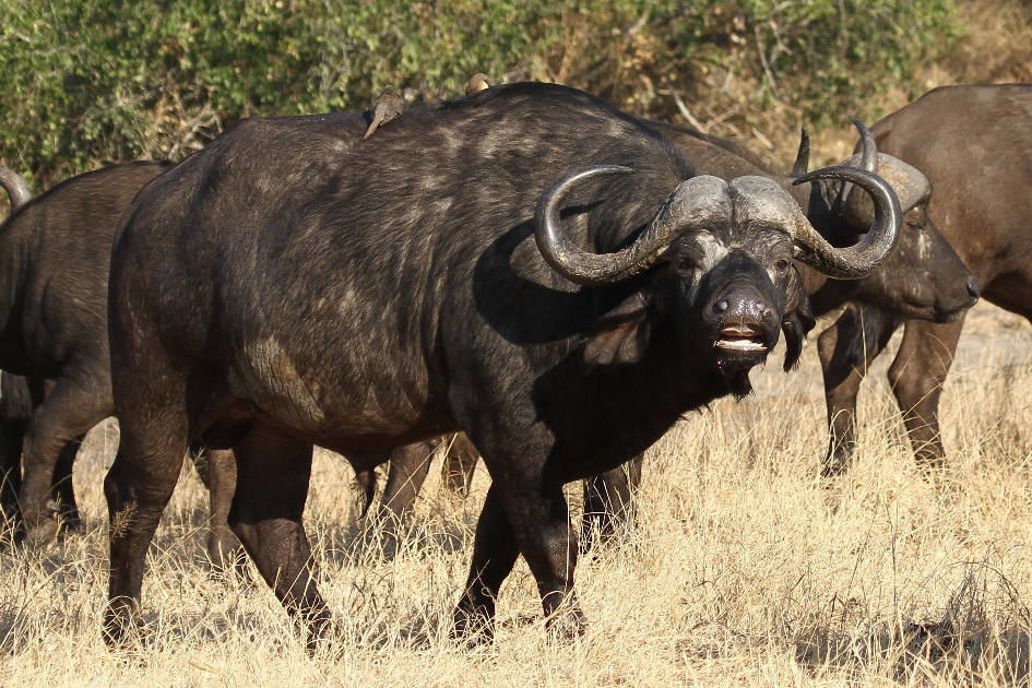 Buffle d'Afrique