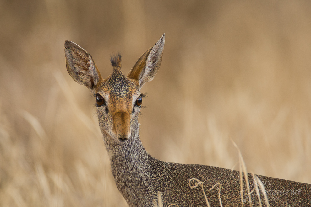 Dik-dik de Günther