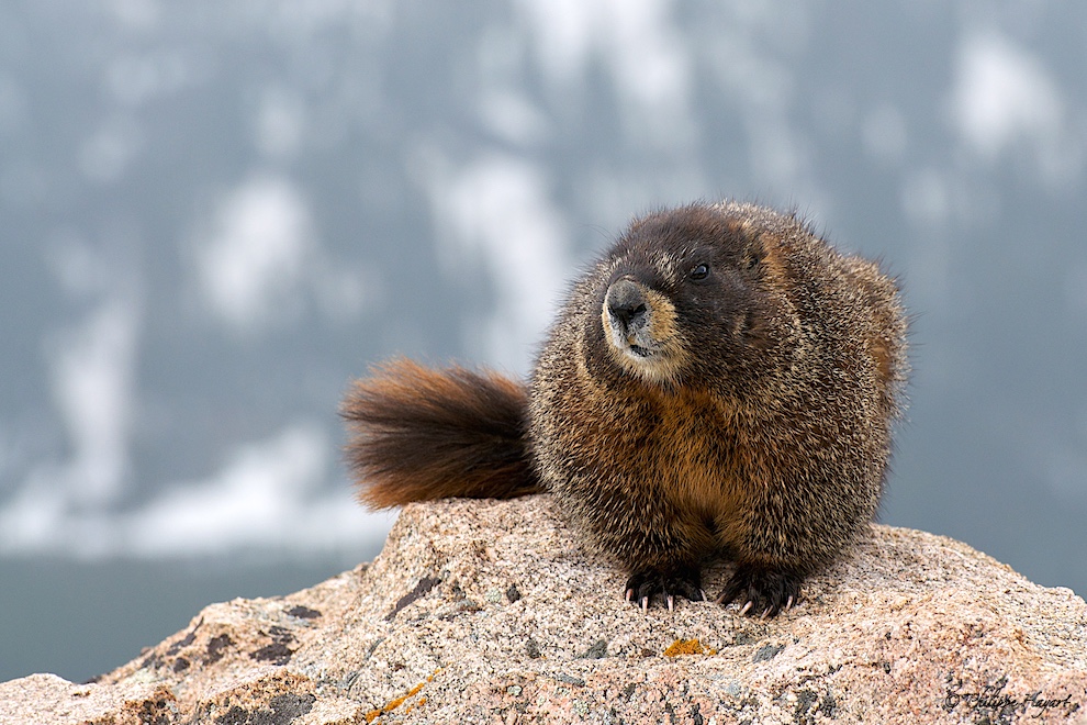 Marmotte - Rocky Mountains (USA)