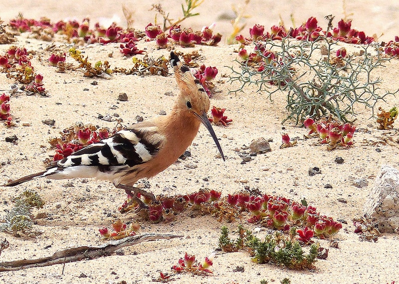 Huppe fasciée Upupa epops - Eurasian Hoopoe