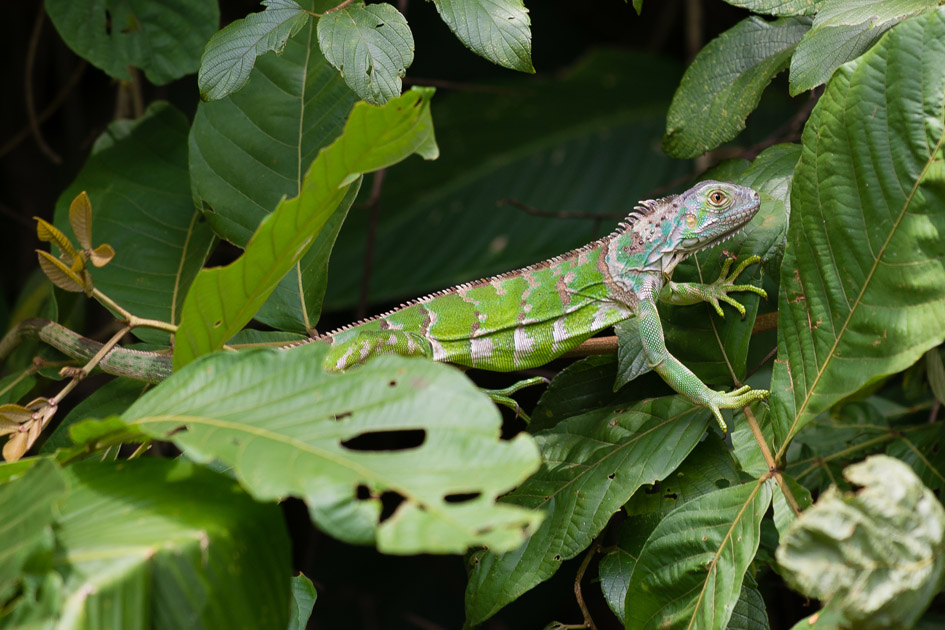 Iguane vert (Iguana iguana), Costa Rica
