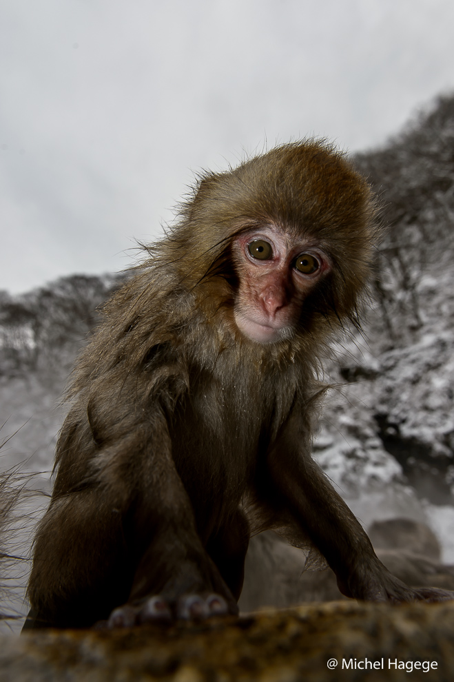 Macaque japonais - Macaca fuscata_5