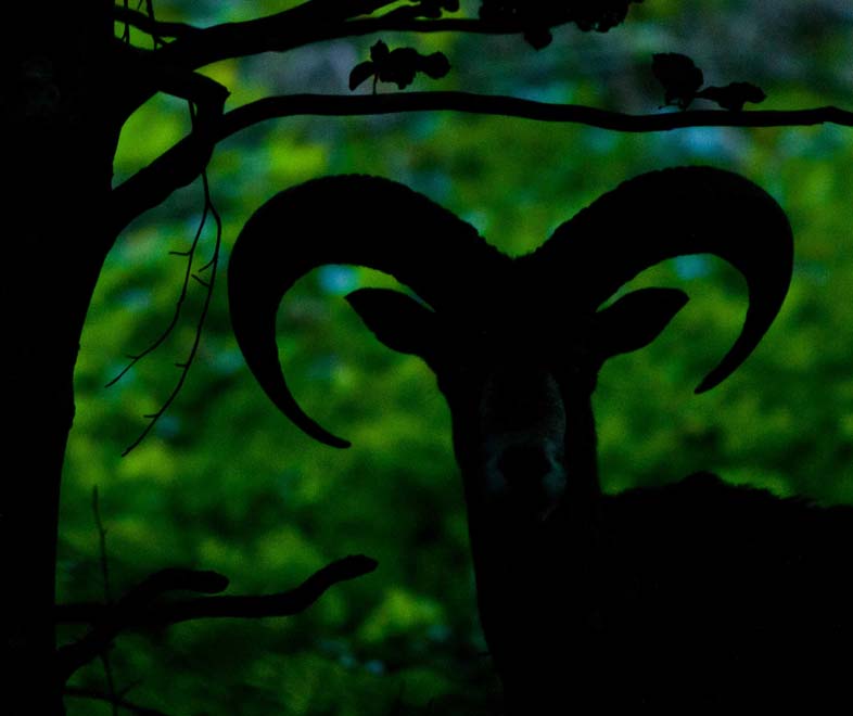 Mouflon en sous bois