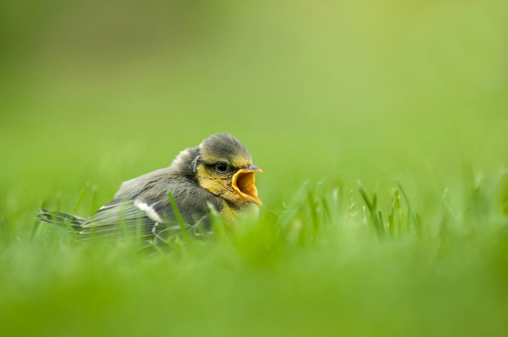 Jeune Mésange bleue