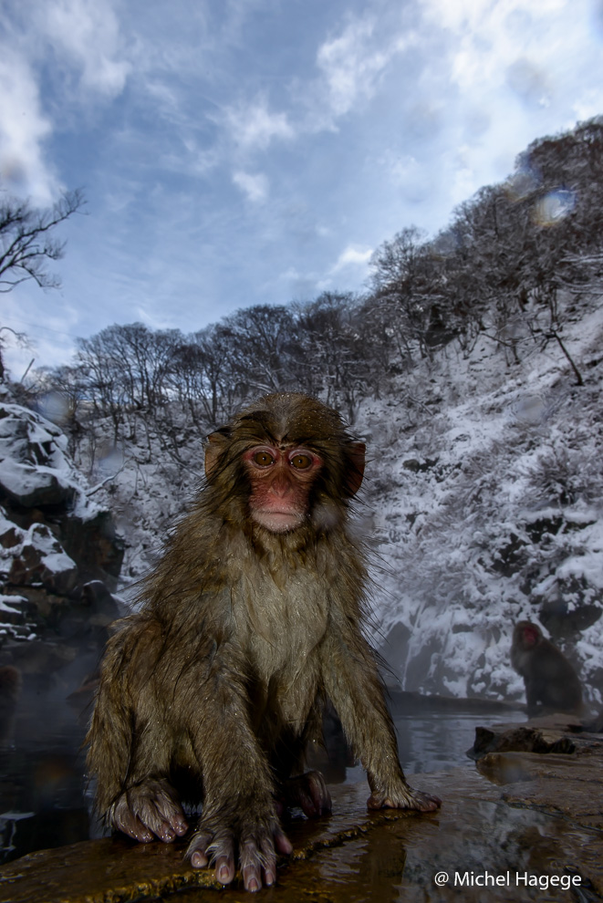 Macaque japonais - Macaca fuscata_16