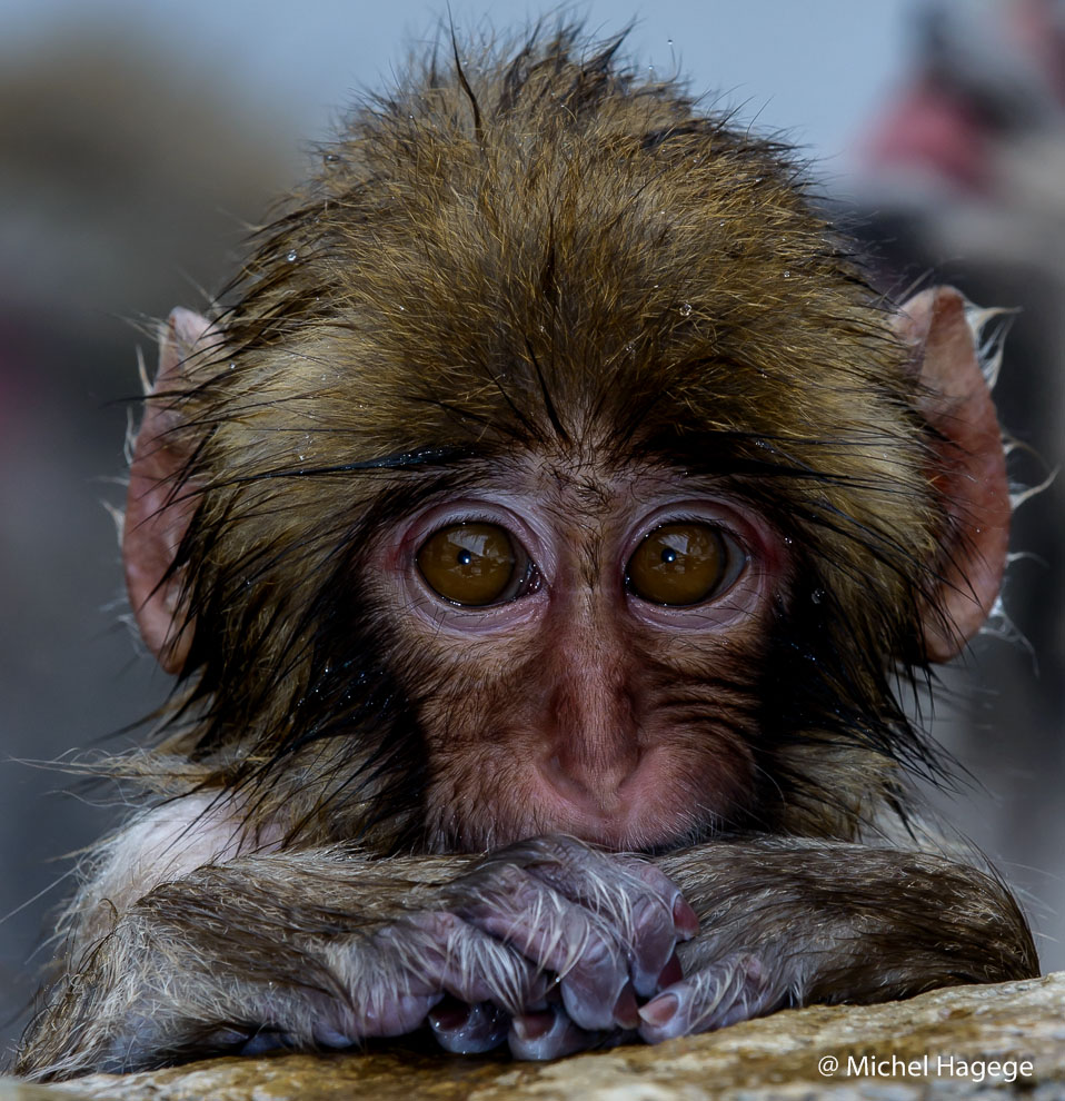 Macaque japonais - Macaca fuscata_20