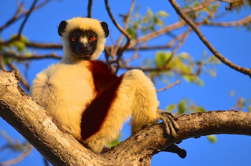 Makis et baobabs - Madagascar