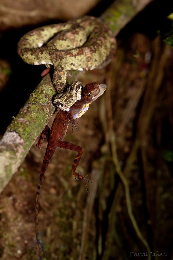 Vipère de Schlegel et Anole