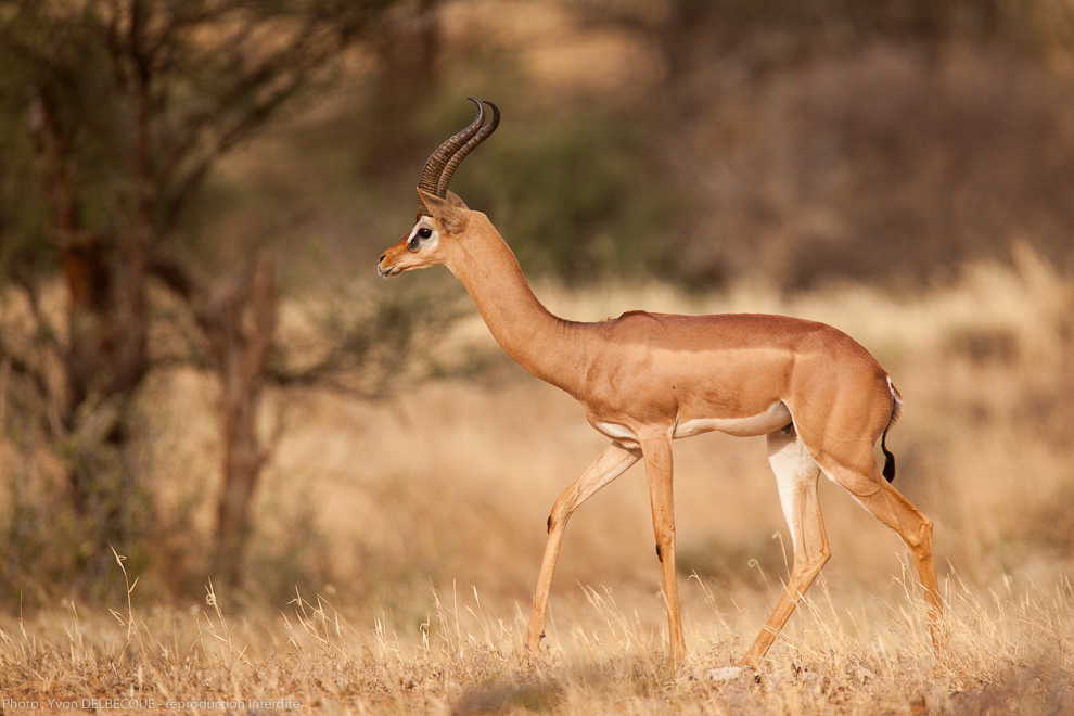 Gazelle de Waller