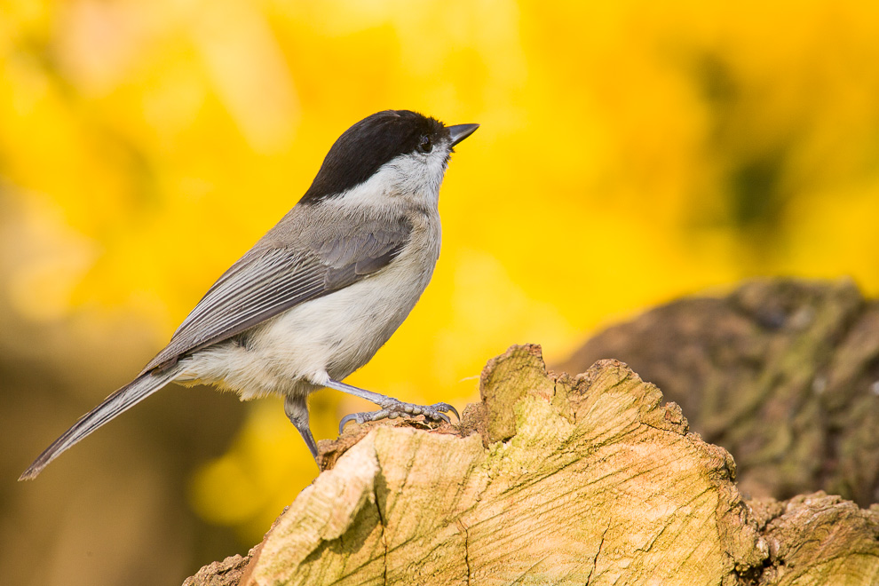 Mésange nonnette - Poecile palustris