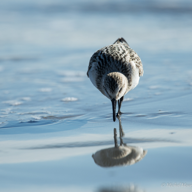 Reflected Sanderling