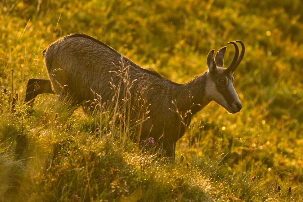 Chamois d'or