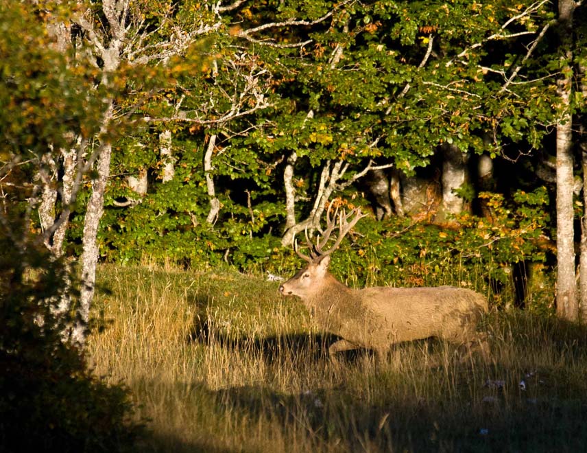 Le roi de la forêt