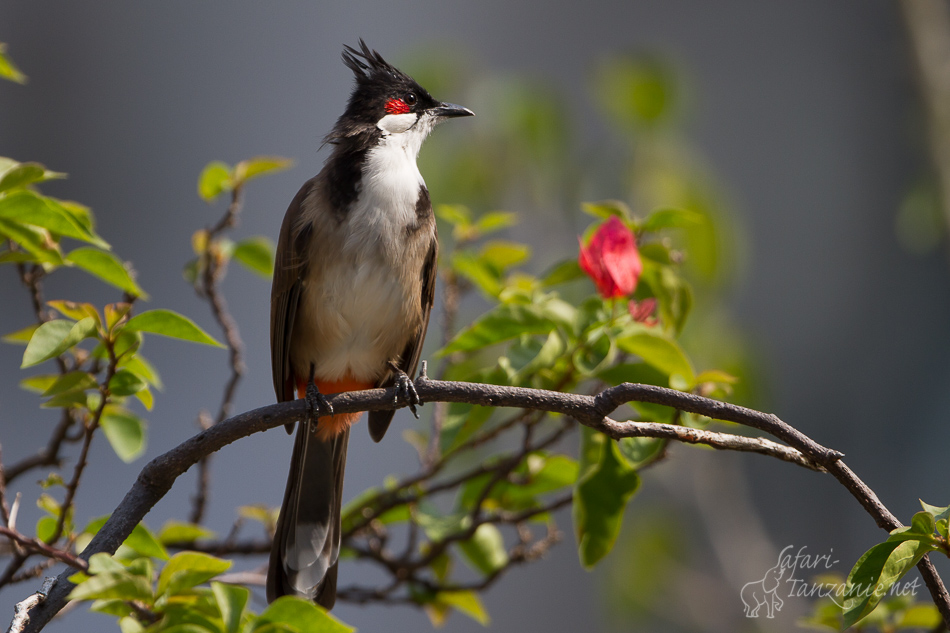 Bulbul Orphée, Hong-Kong