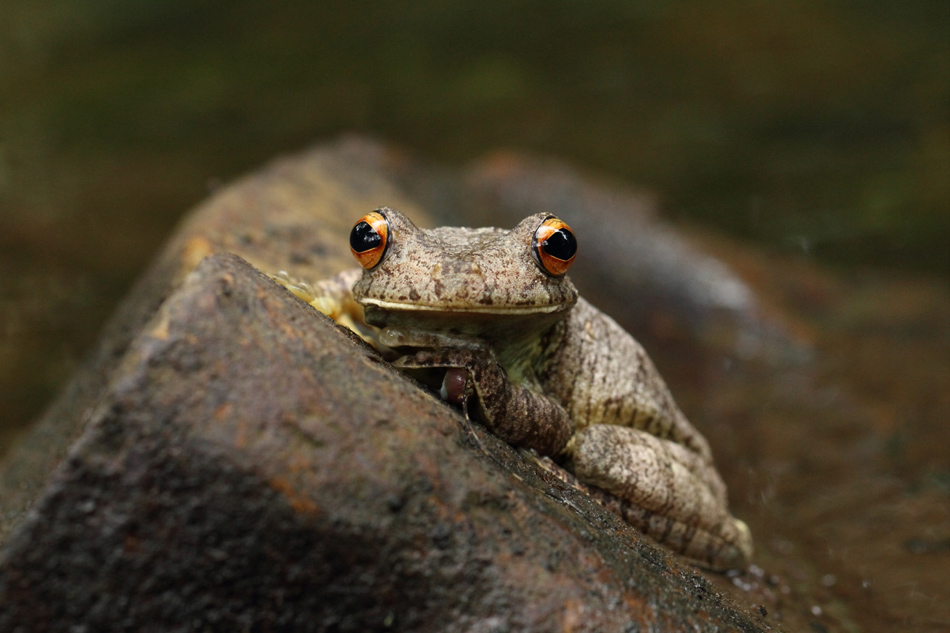 Hypsiboas boans