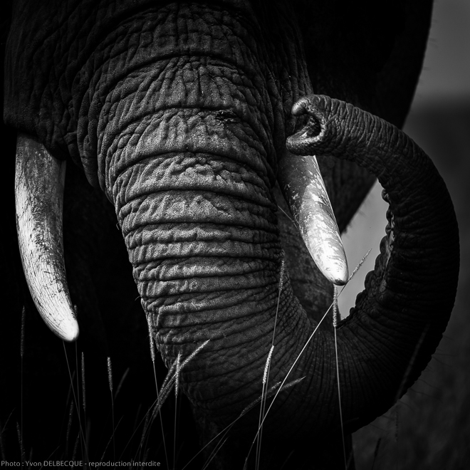 Eléphant d'Afrique - Loxodonta africana