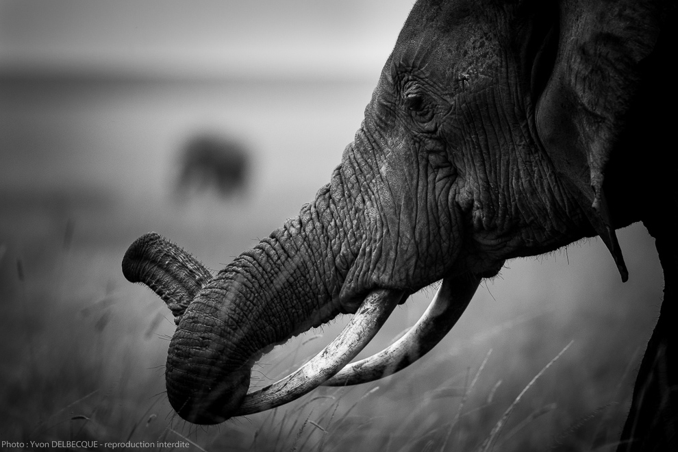 Eléphant d'Afrique - Loxodonta africana