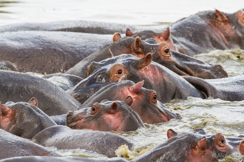 Hippopotames - Serengeti 