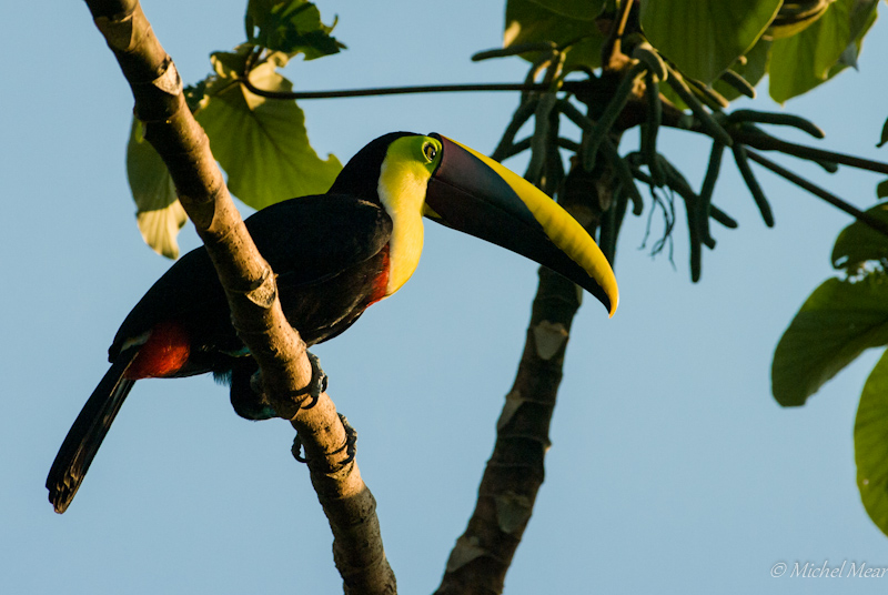 Toucan de Swainson - Corcovado - Costa Rica