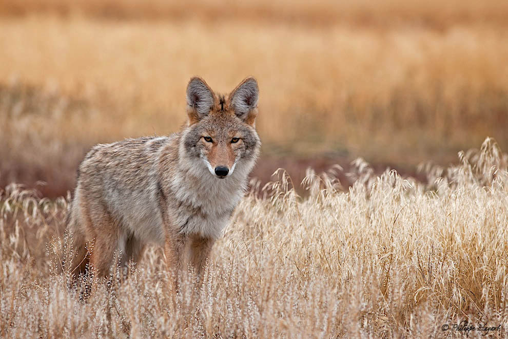 Coyote au Yellowstone (Canis latrans)