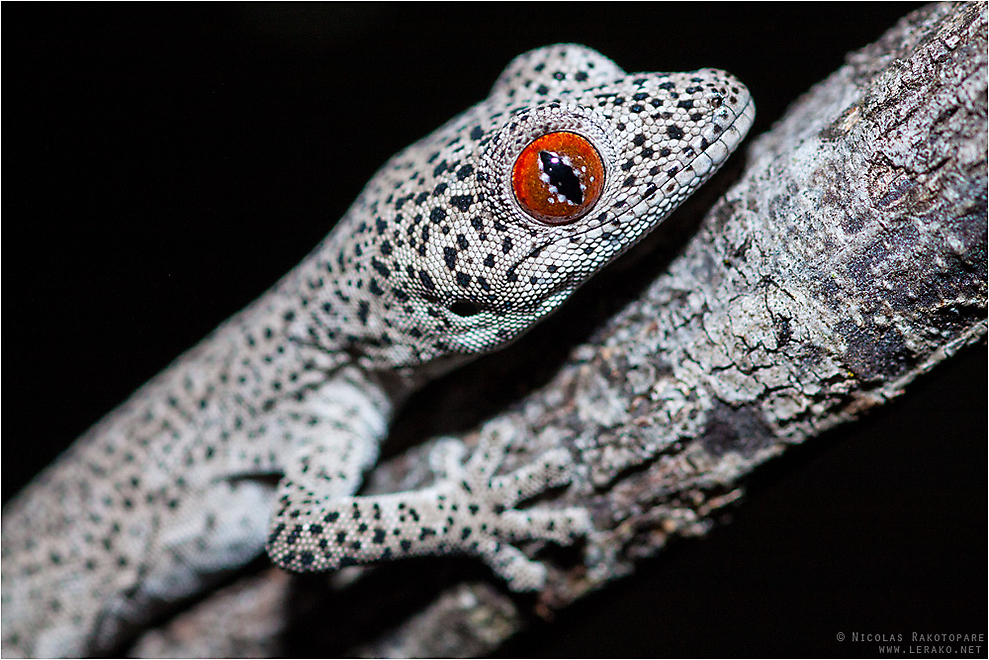 Golden-tailed Gecko