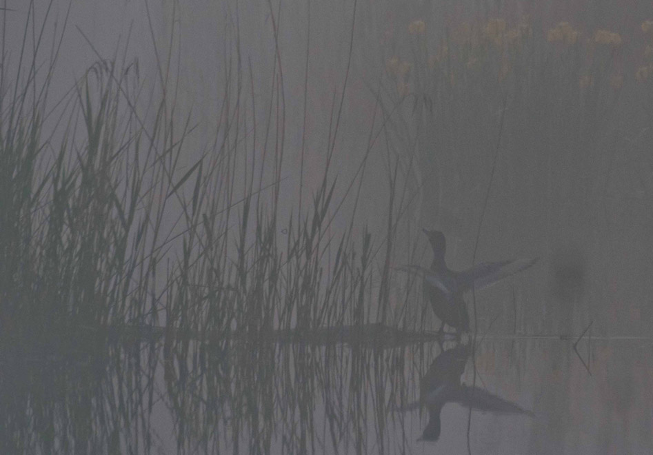 Réflechir dans le brouillard