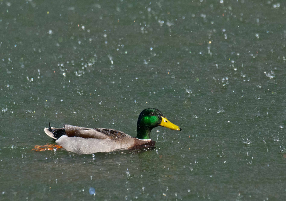 Canard colvert sous l'averse