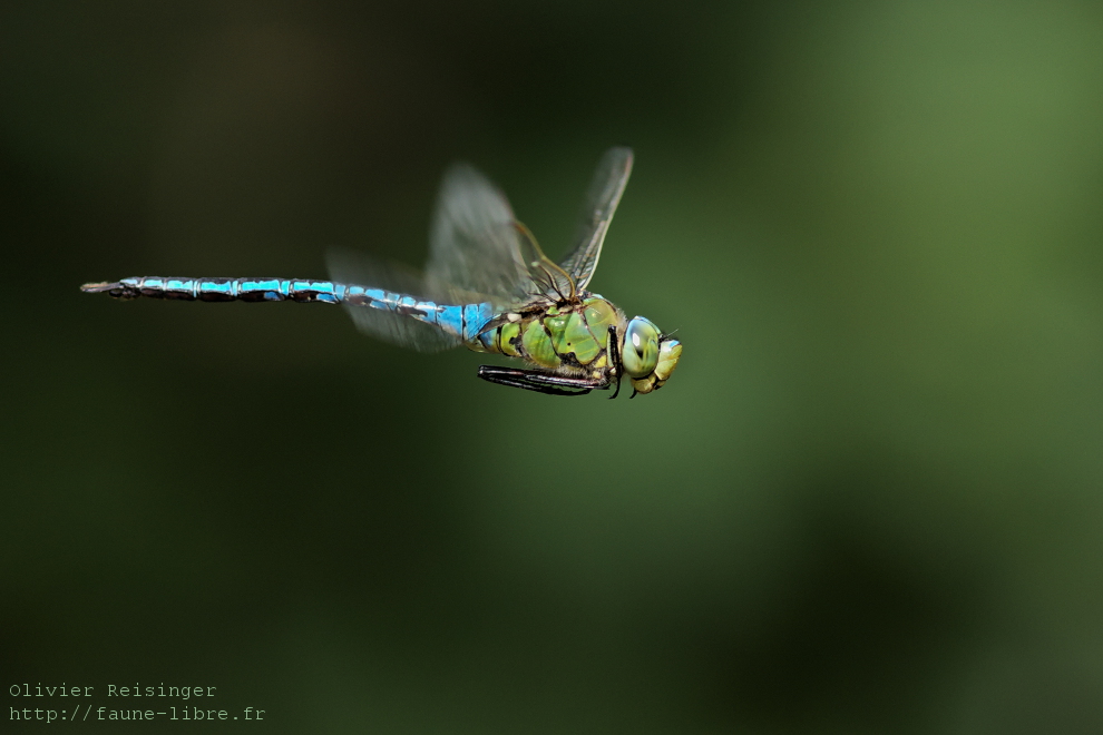 Anax empereur en patrouille