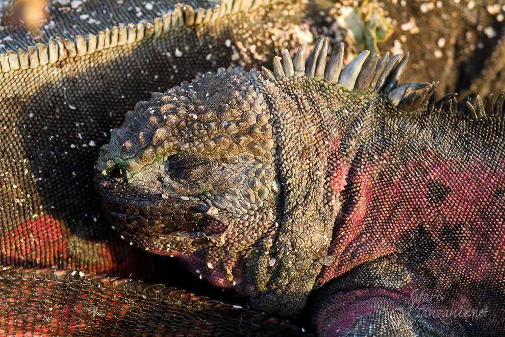 les Iguanes marins à la plage