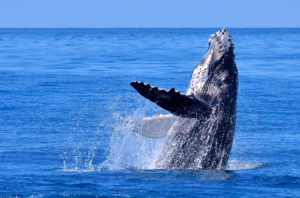 La valse du baleineau - Madagascar