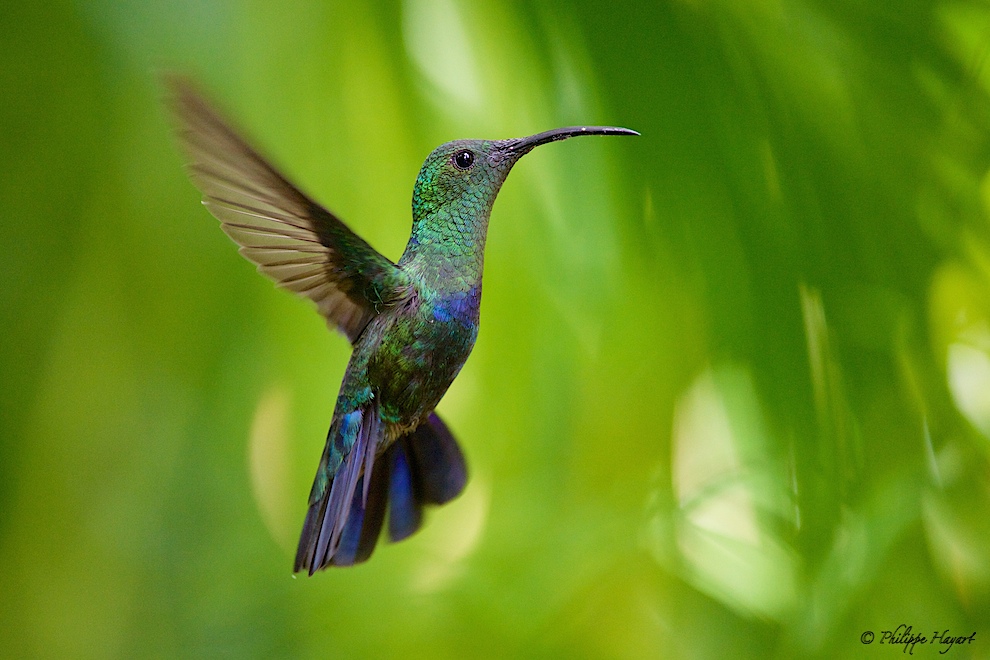 Colibri falle-vert