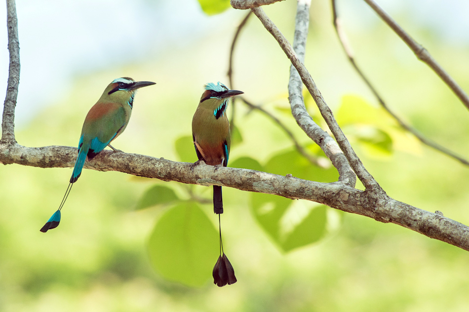 Couple de Motmot à sourcils bleus