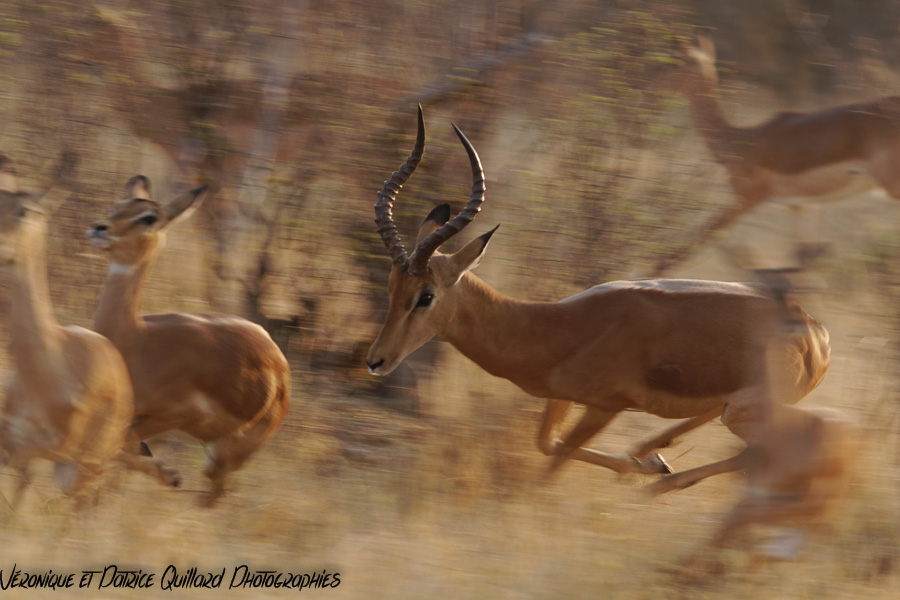Panique chez les impalas