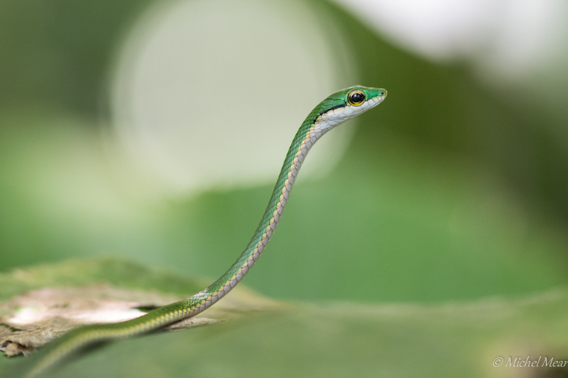 Serpent liane - Tortuguero - Costa Rica